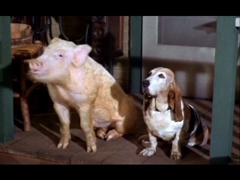 Arnold Ziffel Tests his Civil Rights - Green Acres - 1967 & 1968