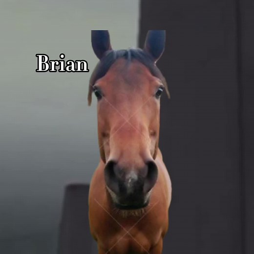 Funny Horse Videos: Horses Playing and Laughing