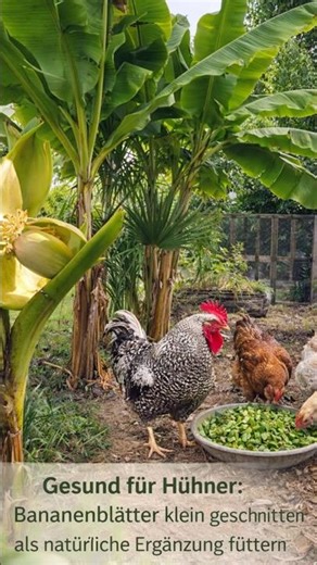 Warum du Bananen für deine Hühner im Garten pflanzen solltest