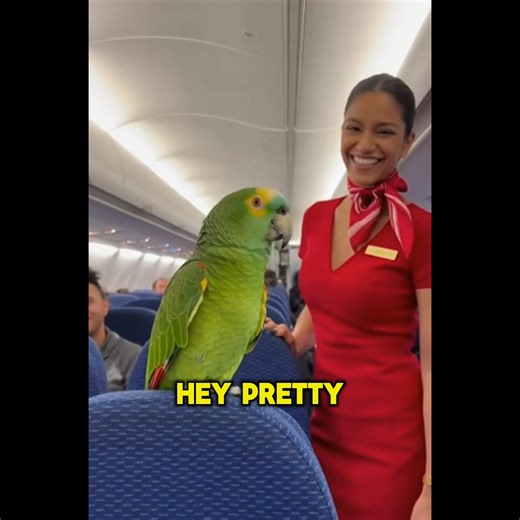 291K views · 15K reactions | This bird is the ultimate expert at flirting! Filing complaints, asking to be arrested, and giving compliments that should be illegal—Roco will try anything to get an attention. Here's a compilation of his funniest and most charming moments with females. You have to see this!  | Global Weird News | Facebook