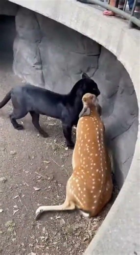 Black Panther's Gentle Encounter with a Fawn #AnimalEncounter #BlackPanther #Fawn
