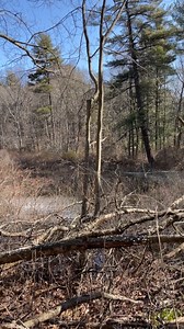Do you hear what I hear? With so much forest in the Blue Hills Reservation, it should be no surprise that WOOD FROGS are calling it home--and calling to potential mates in this loud chorus! #woodfrogchorus #springsounds #BlueHills #bluehillsma #BlueHillsReservation #naturewalks #lovenature #woodfrogs #frogsounds | Friends of the Blue Hills