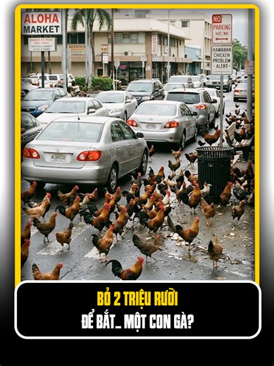 Bỏ 2 triệu rưỡi để bắt... một con gà? #quansu #tiktok #socolive #quansuthegioi