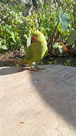 mitthu 🦜 #parrot #nonstoptalkingparrot #talkingparot #funny #mithukibatain #birds #cute #viral