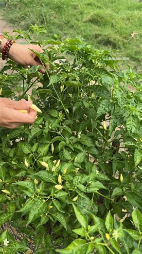 Rado Farm on Instagram: "Ớt xiêm trắng càng ăn càng ghiền á bà con, hương vị khác biệt ạ"