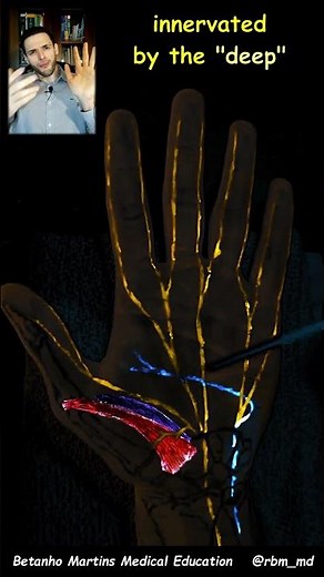 Opponens Pollicis innervation - Nerves of the hand (Learn Hand Anatomy)