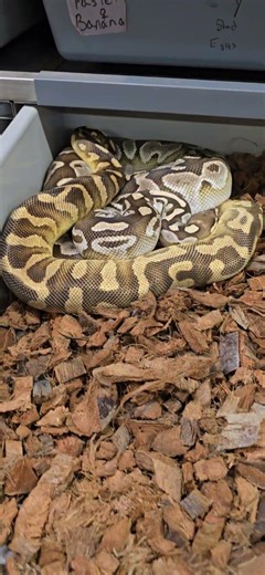 Ball Python Sometimes You Have To Try A Different Male #ballpython #reptiles #snake #python #animal