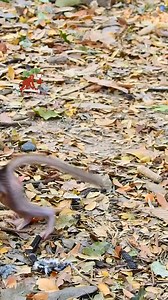 Wow lovely cute baby monkey start walking step by step | MonkeyCamp