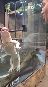 590K views · 10K reactions | Feeding Salt the Albino Alligator The Reptarium | Wild Charles | Facebook