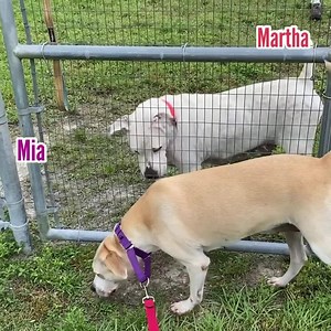 38 reactions · 44 shares | It’s National Adopt a Shelter Dog Month...