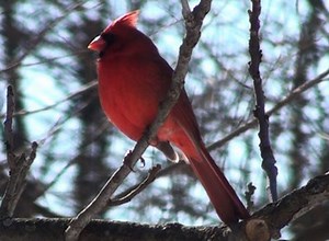 Northern Cardinal - HD Mini-Documentary