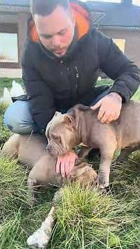 What to do if any type of aggression occurs (Food aggression in the video) Briefly about the domi...