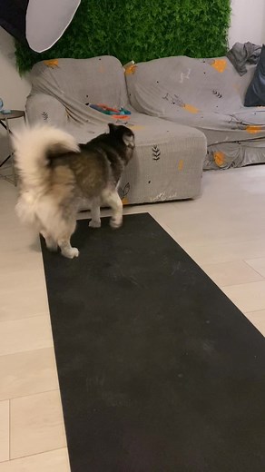 Corgi Husky Mix Performs Impressive Half-Twirl with Attitude