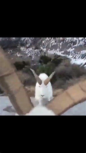 🔥🔥 Deadly Cliff Chase Ends in Brutal Horn Battle 🤯