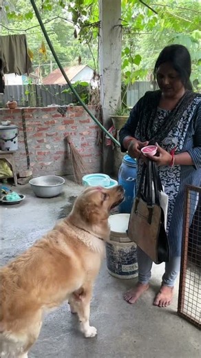 # thank you, mummy # my dog teed ❤️# golden retriever dog 🐕 #￼