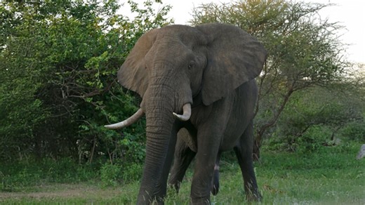 12 Fierce Contenders For “The Strongest Animal In The World” Title