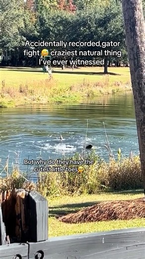 Check out this rumble between 2 alligators that was accidentally recorded, somewhere in Florida... 🐊💥 @jorgeheathen #florida #floridalife #floridaliving #alligator #alligators #fighting #ehp #evergladesholidaypark #swamp #wildlife #gator #viralvideos | Everglades Holiday Park