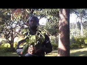 TIST Farmer Explains Benefits of Tree Planting - Kanungu, Uganda