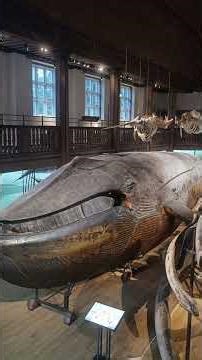 The Museum Exhibit So Weird They Let People Walk Inside a Whale