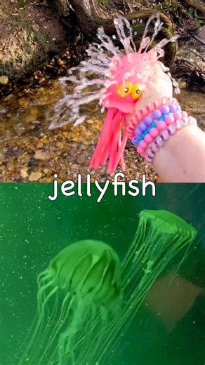 Sea Animal Names | Kids Learn by the Branch: Jellyfish Clownfish Sea Slug Tiger Shark Crab