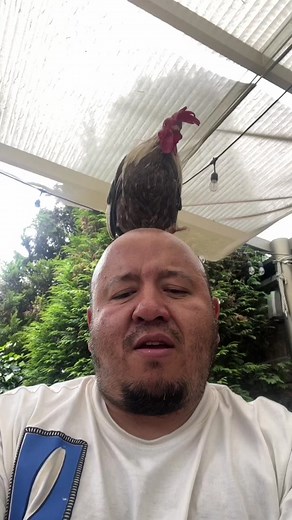 Mi gorra de gallo 3D@Picus Oficial