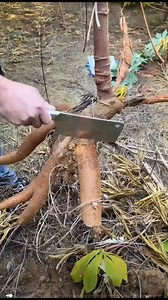 2.6M views · 5.2K reactions |  Dive into quick farming hacks with our bite-sized tips #farming #farm #plants #grafting | Kito.Uno | Facebook