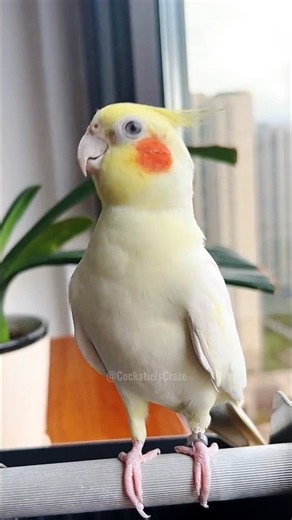 My birds are totally owning the Cookie song dance floor! ☺️🎶🦜 #funnycute #cockatielscraze