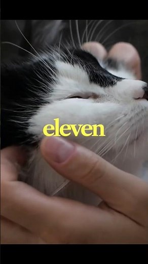 Do Not Look Into This Cat's Eyes... 👁️✨