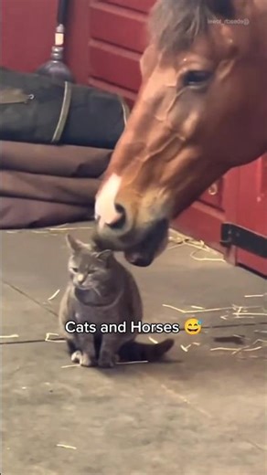 Cats & Horses: The Cutest Unexpected Friendship!😆👌🏻