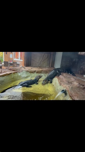 🐊They BOTH love the new pool💚 It’s taken the male a little longer to like the new pool, but as you can see he slowly immersed himself and then promptly glared at the keeper as if to say ‘Yeah and….?’ Have you been up and seen our Dwarf Caiman? We’re open 10-4pm last admissions 3pm🐊 #openallyear #OpenAllYearRound #dwarfcaiman #dwarfcaimansofinstagram #crocodile🐊 #exmoorzoo #reptile #devon #northdevon #supportlocal #supportlocalbusiness | Exmoor Zoo