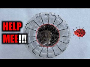 Ultimate DIY Mouse trap- capture footage! Mulitple catches
