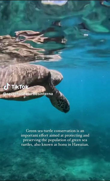 By implementing conservation efforts, it is possible to safeguard the future of green sea turtles and contribute to the overall health and biodiversity of marine ecosystems. 📹: @alyssa | di #oneocean #oneoceandiving #oneoceanconservation #oneoceanresearch #oneoceaneducation #oneoceanglobal #savetheocean #savethesharks #helpsavesharks #sharkconservation #marineconservation #stopsharkfinning #sharkID_alyssa