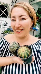 Transplantando una “mamillaria” y una “Parodia Magnífica” #cactus #minijardines | La Sra de las plantas