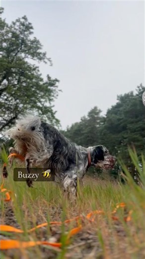 Supercharged Dog 🐶 After The Heatwave 🥵 #englishsetter