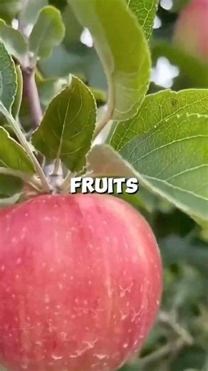 From Fish Tank to Apple Tree