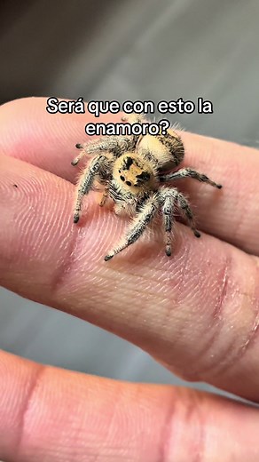 Captivating Jumping Spider Moments