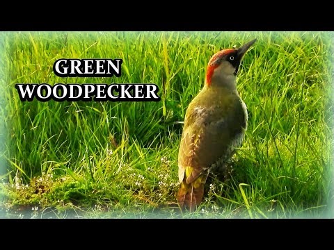 The Secretive Foraging Habits of the European Green Woodpecker Yaffle Picus viridis