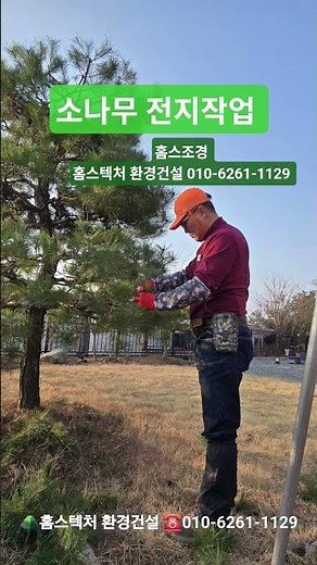 #양평군나무전지 #소나무전정 #소나무관리 #전원주택조경 #정원관리 #수목전지작업 #나무전지작업 #조경나무전정 #수형축소 #홈스조경 #홈스텍처환경건설 #전원주택조경 #shorts