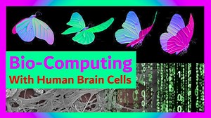 Can a Lab-Grown “Mini Human Brain” Really Fly a Butterfly? Breaking Down FinalSpark’s New Tech – Lifeboat News: The Blog