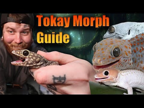 Full Tokay Gecko Morph Guide Part 1