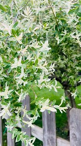 What is this Pretty Tree? | Michelle Nicole’s : ARTiSTiC ViVATiONS