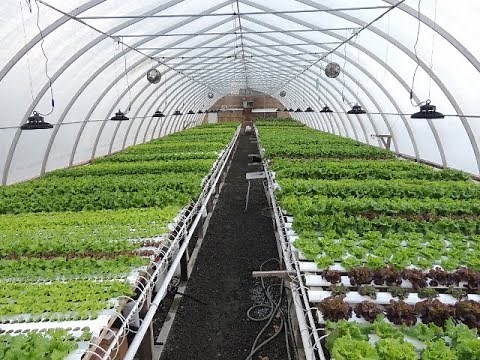 HYDROPONIC GROWING. How and Why we switch our planting of certain crops.