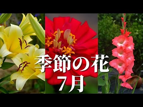季節の花 7月に咲く花|7選