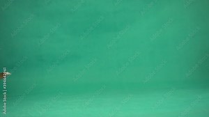 dog running on green screen