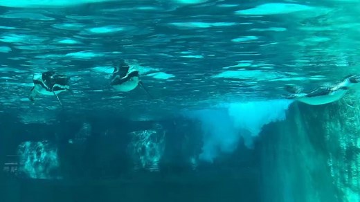 1.3K reactions · 410 shares | Penguin Point IS NOW OPEN! Our penguins are making a splash at Penguin Point, our brand new multi-level penguin viewing experience! Penguin Point features nearly twenty times the pool size and an oversized underwater viewing area for guests to watch these charismatic birds as they swim, play, and dive in the new exhibit. LEARN MORE: philadelphiazoo.org/penguin-point | Philadelphia Zoo | Facebook