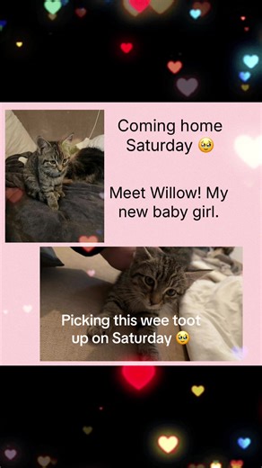 Can not wait to meet you!!! Meet Willow 🫶🏻