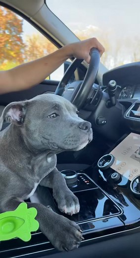car rides mean nap time 💤 #sleepydog #puppy #staffy #staffypuppy #bullybreeds #mascotastiktok #vira #fyou #lomitos #pitbull #fyp | A3