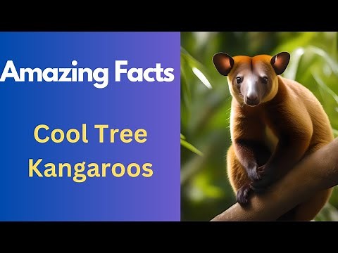 Amazing Tree Kangaroo Facts| Tree Kangaroo Habitat, Food and Diet information