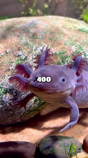 Kosten für die Haltung eines Axolotls zu Hause
