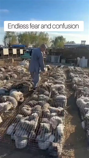 This is not AI - Its real its barbaric and cruel and heartless and should be banned This fur farm is in Hebei Province, China. The video was documented there on March 29, 2026, at the Yishan Garden Animal Husbandry Center.